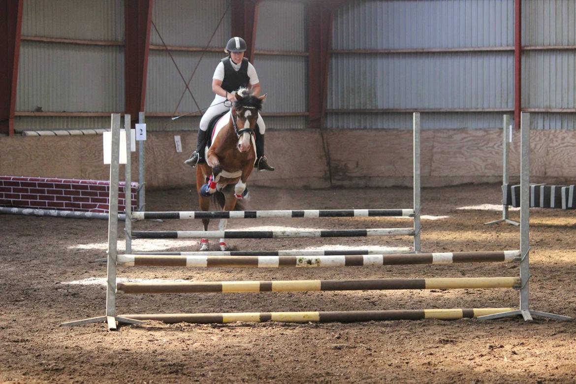 Anden særlig race Felix billede 9