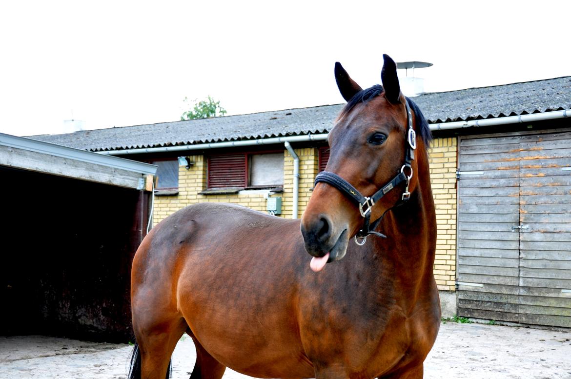 Oldenborg VESTERBÆKS EMILY - 13/6-2013 billede 16