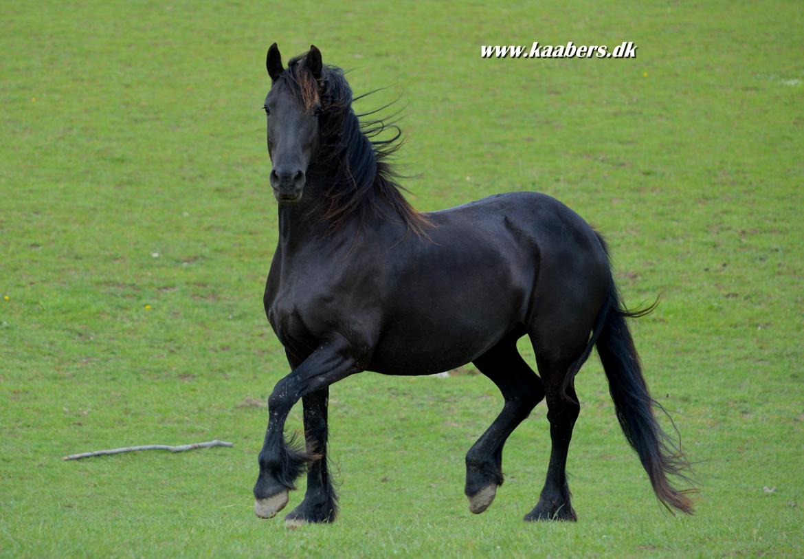 Barockpferd " Betty Barock " - Betty 6 år billede 9