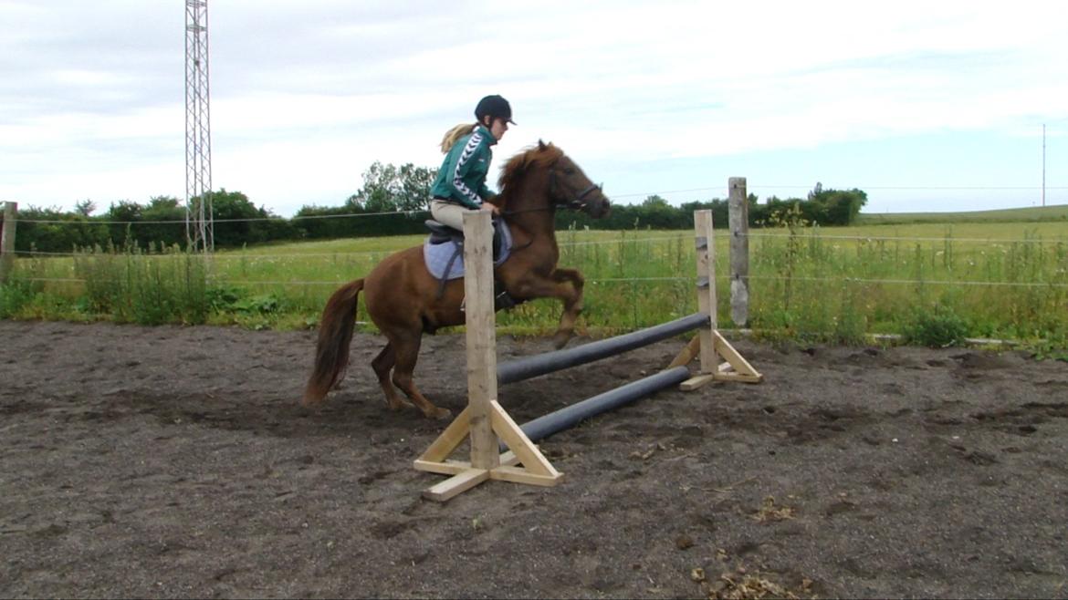 Anden særlig race Alvin [Trickspony] billede 19