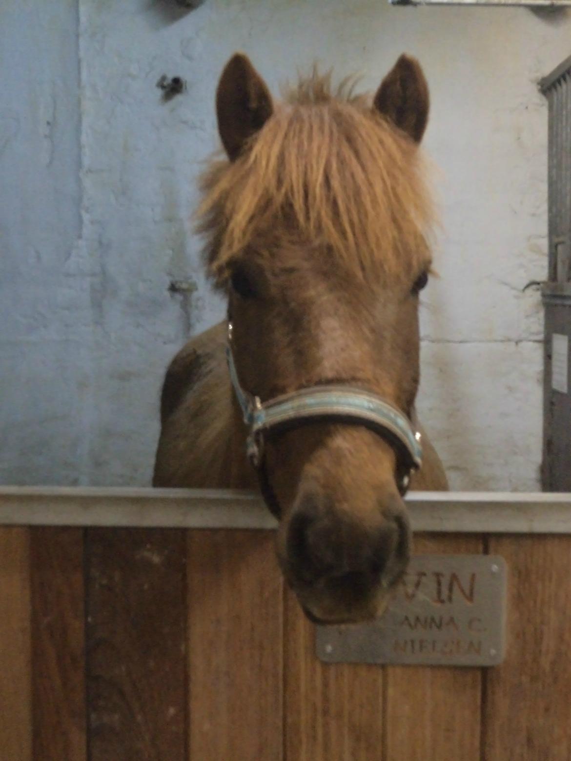 Anden særlig race Alvin [Trickspony] billede 15