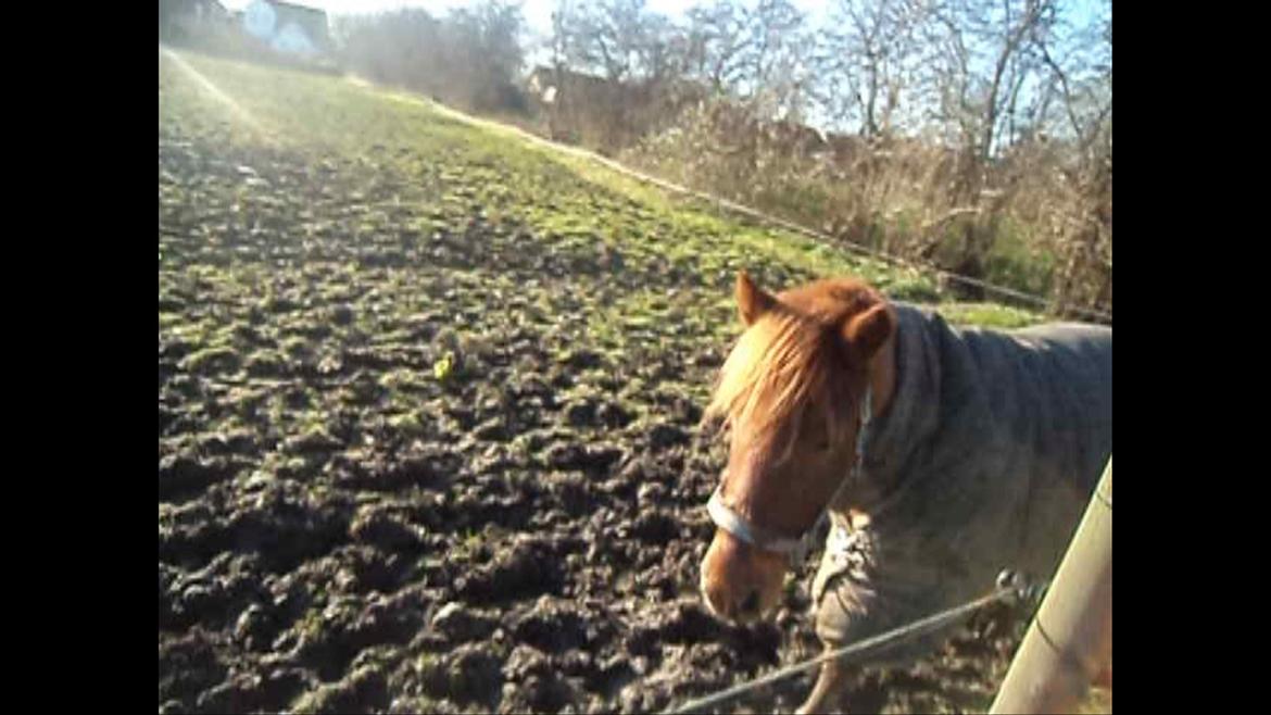 Anden særlig race Alvin [Trickspony] billede 18
