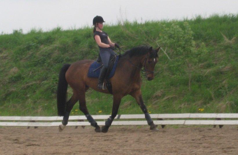 Dansk Varmblod Santos P - Træning. 2013 billede 13