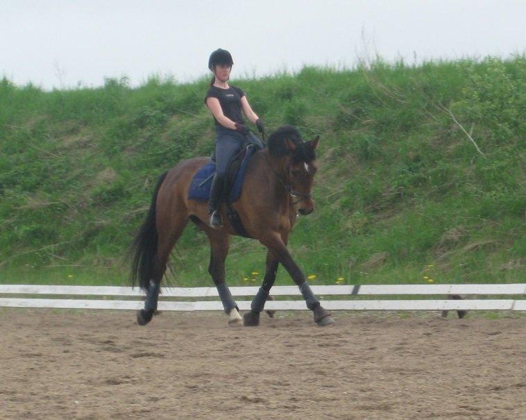 Dansk Varmblod Santos P - Træning. 2013
 billede 14