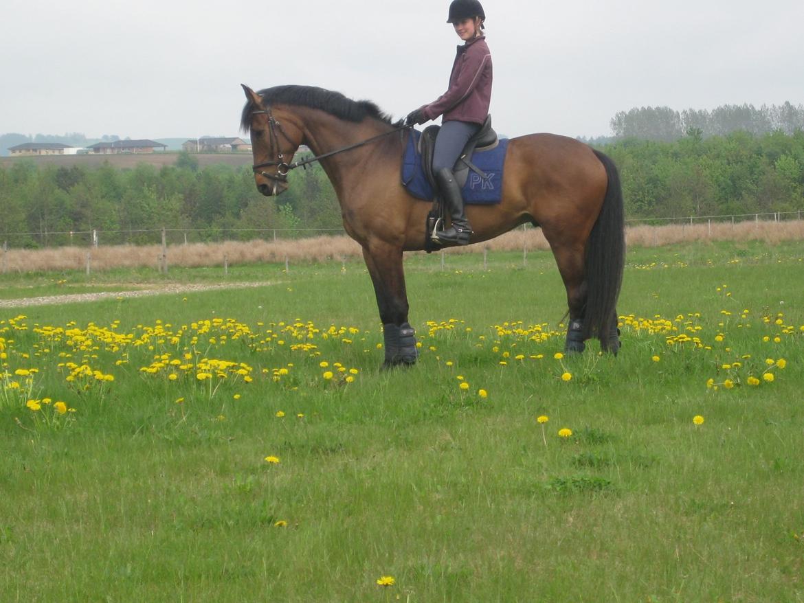 Dansk Varmblod Santos P - Hygge! :) - Smukke Santos <3 billede 15