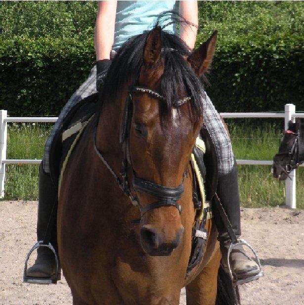 Dansk Varmblod Santos P - Velkommen til Santos profil. <3 billede 1