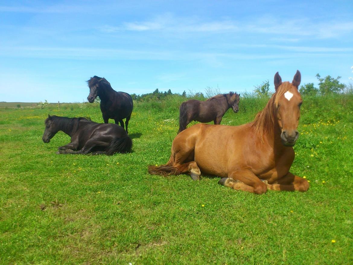 Arabisk fuldblod (OX) Ghazal Al Bahir - Ghazal og hans lille flok i færd med en middagslur. Lidt efter fladede han helt ud og så ret "død" ud :) billede 14