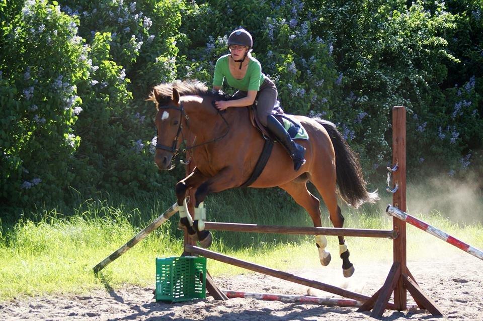 Dansk Varmblod Vida Linda - Så blev Vida introduceret for springningen :-) (Juni 2013) billede 1