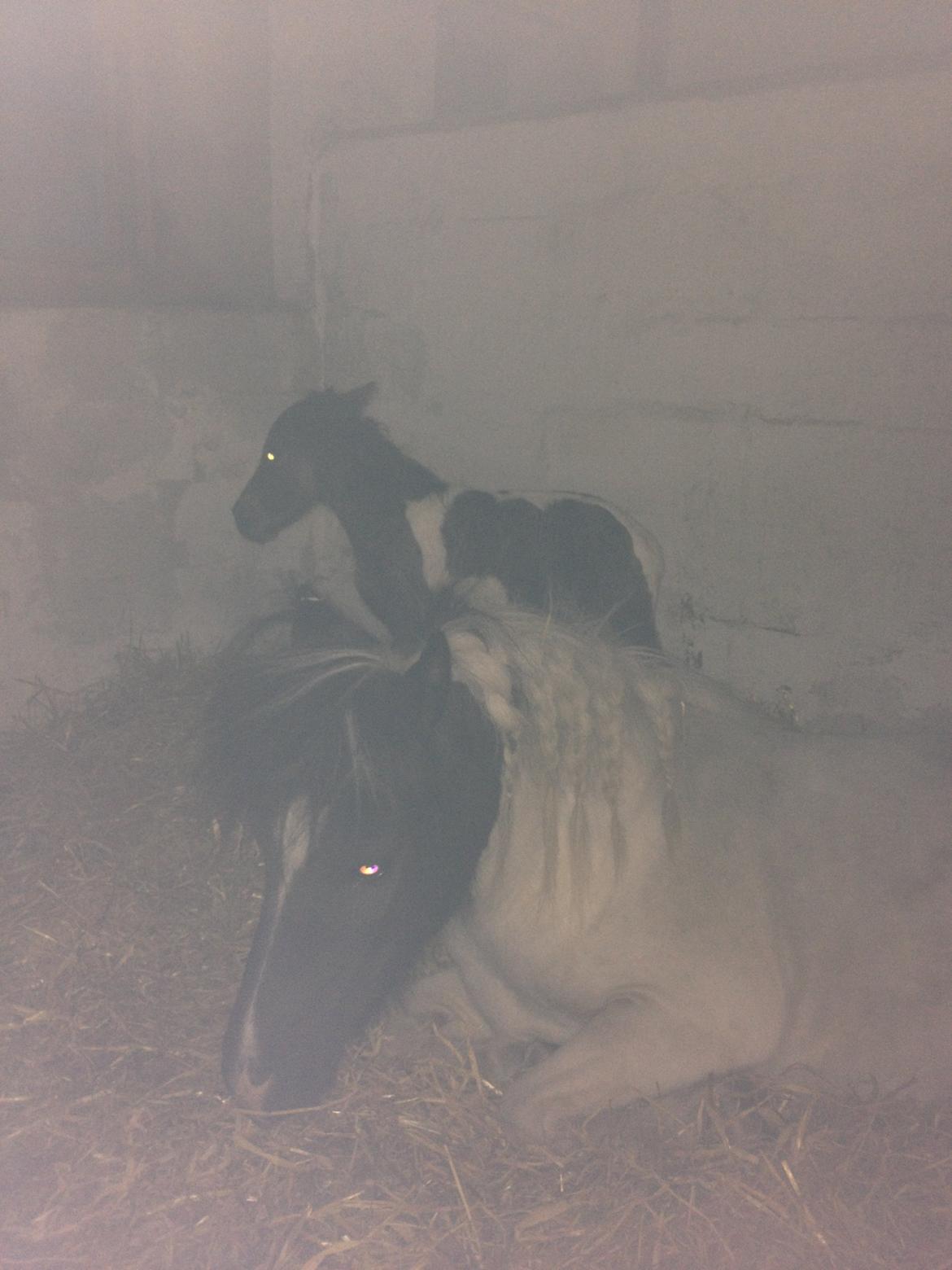 Anden særlig race Gucci billede 1