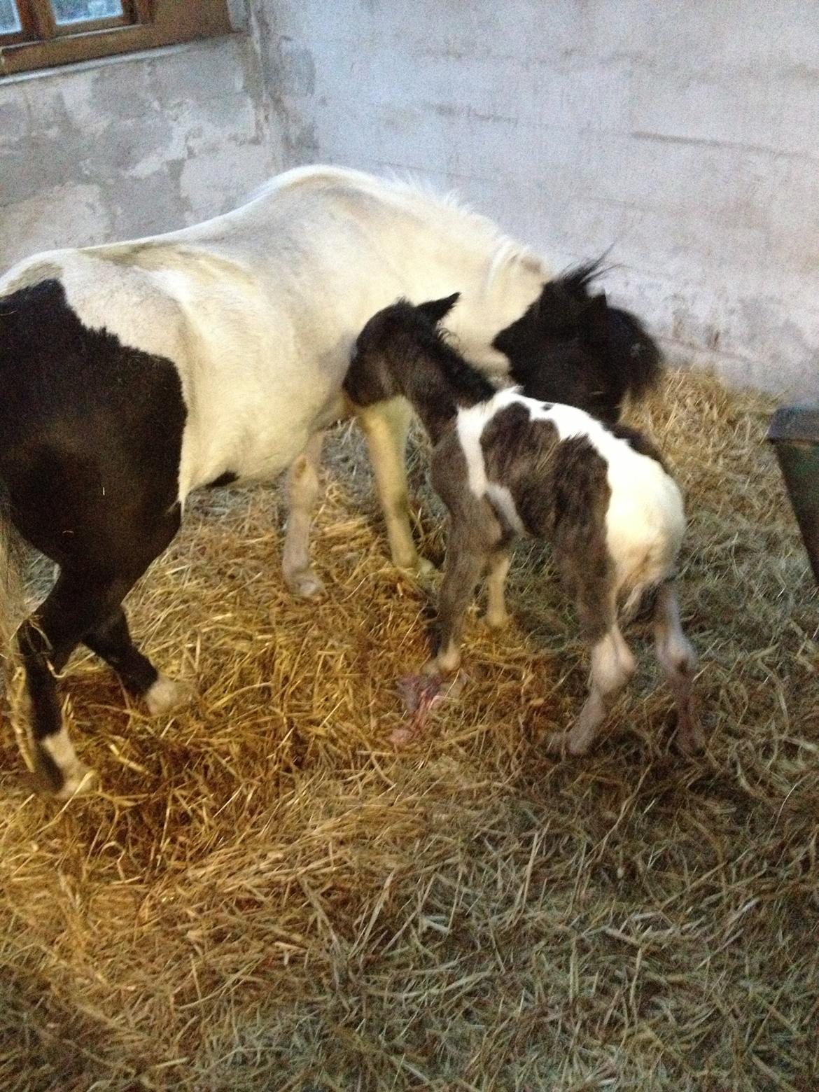 Anden særlig race Gucci billede 2