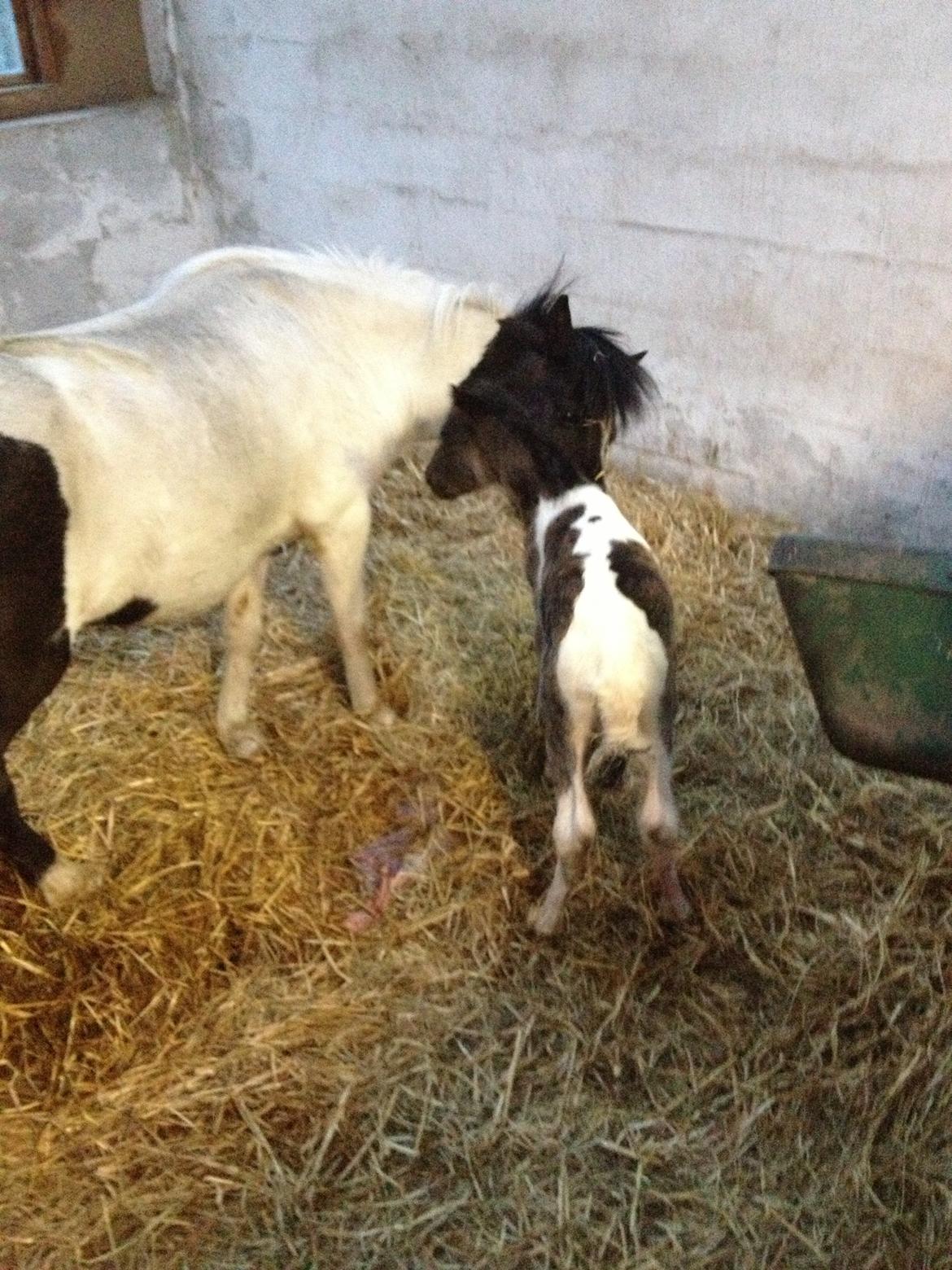 Anden særlig race Gucci billede 3