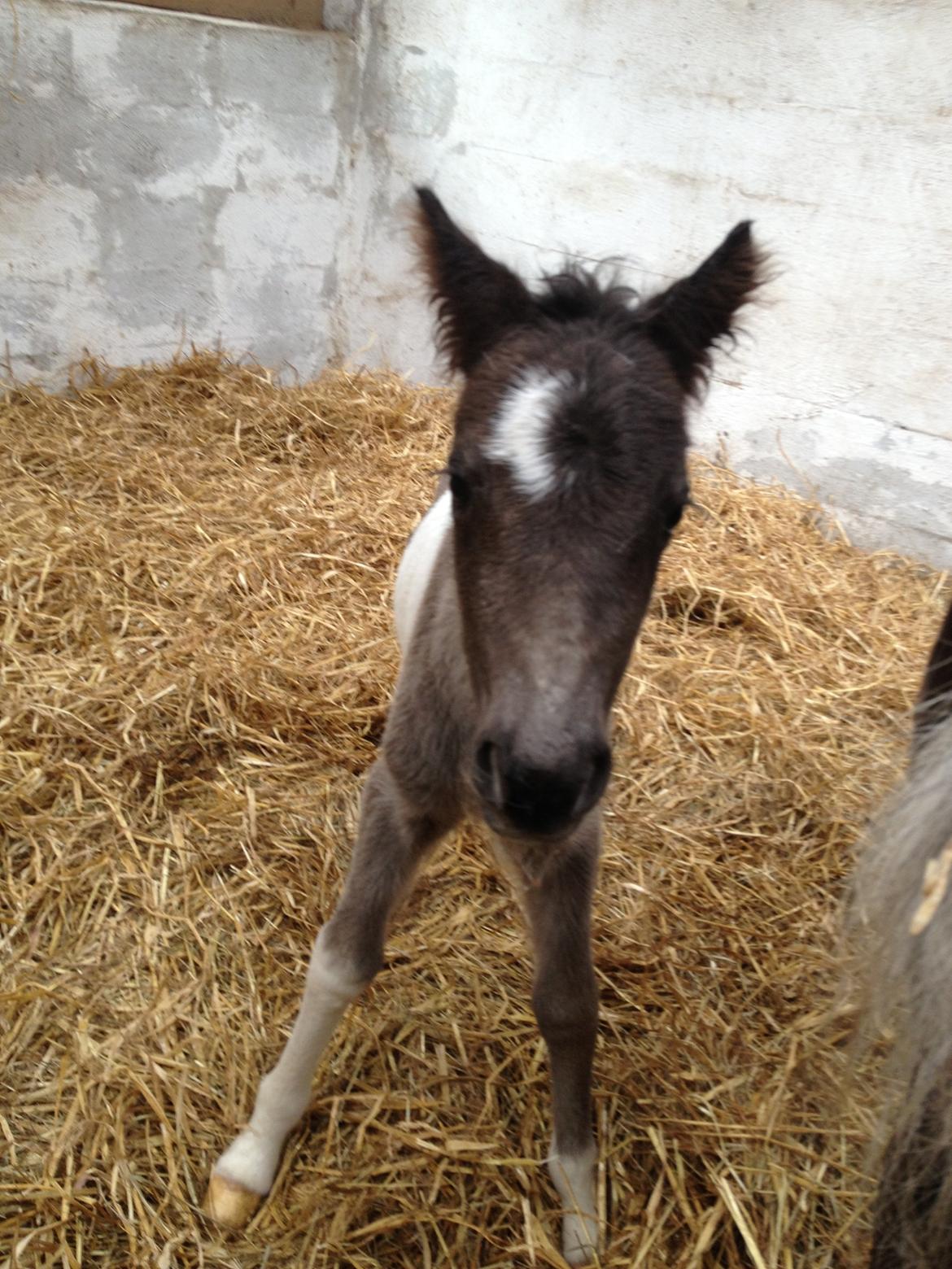 Anden særlig race Gucci billede 5