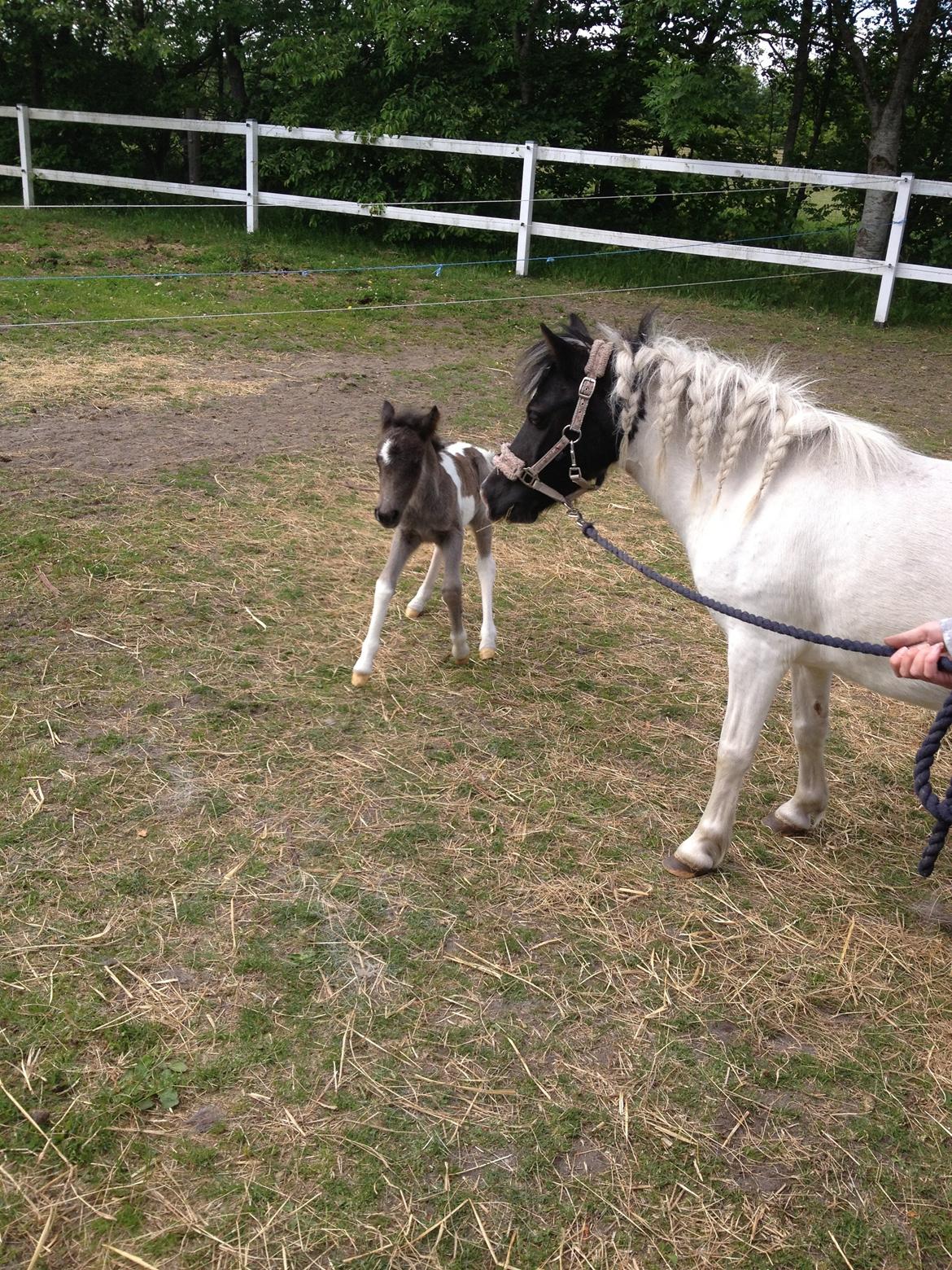 Anden særlig race Gucci billede 6