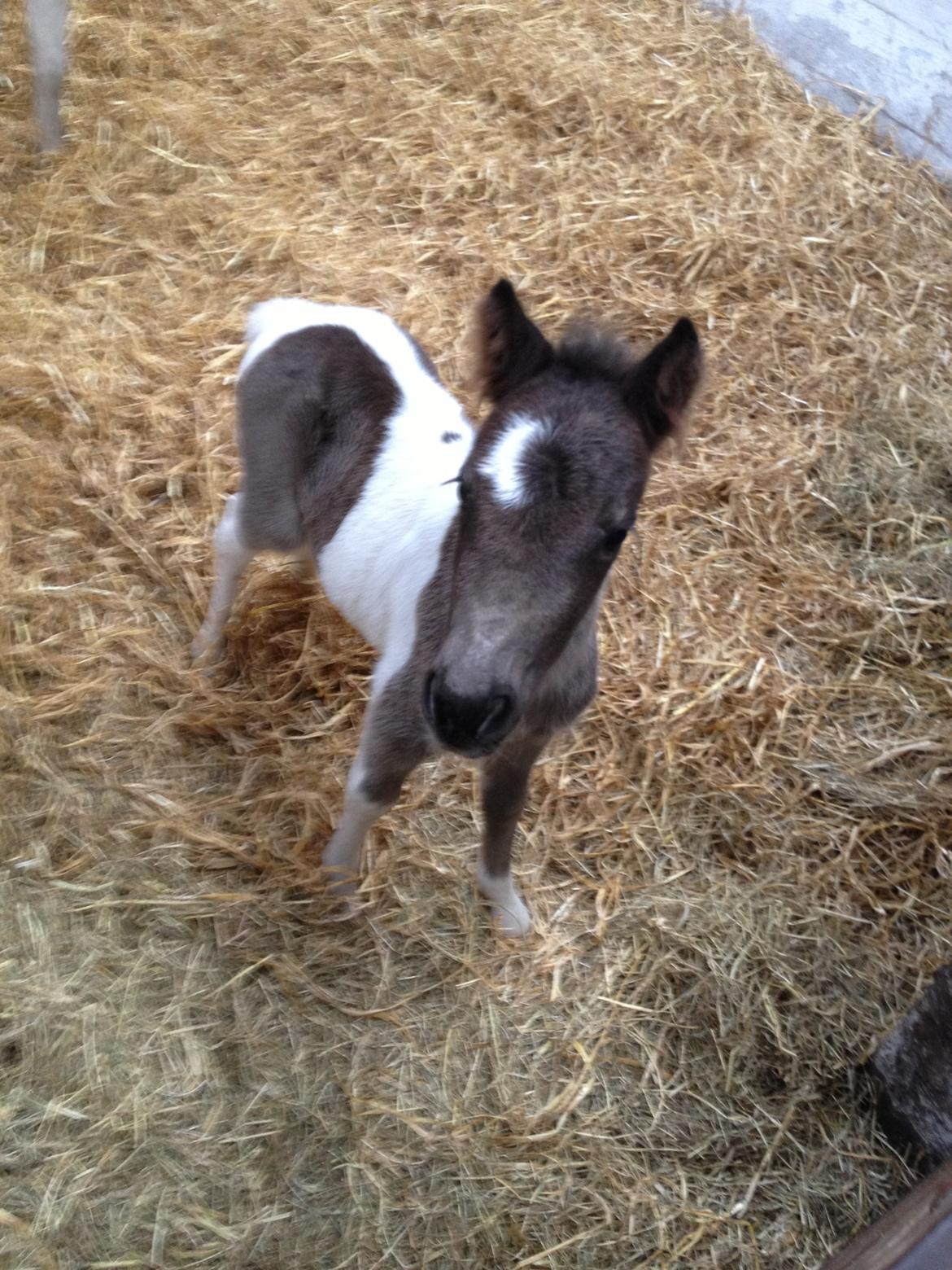 Anden særlig race Gucci billede 7