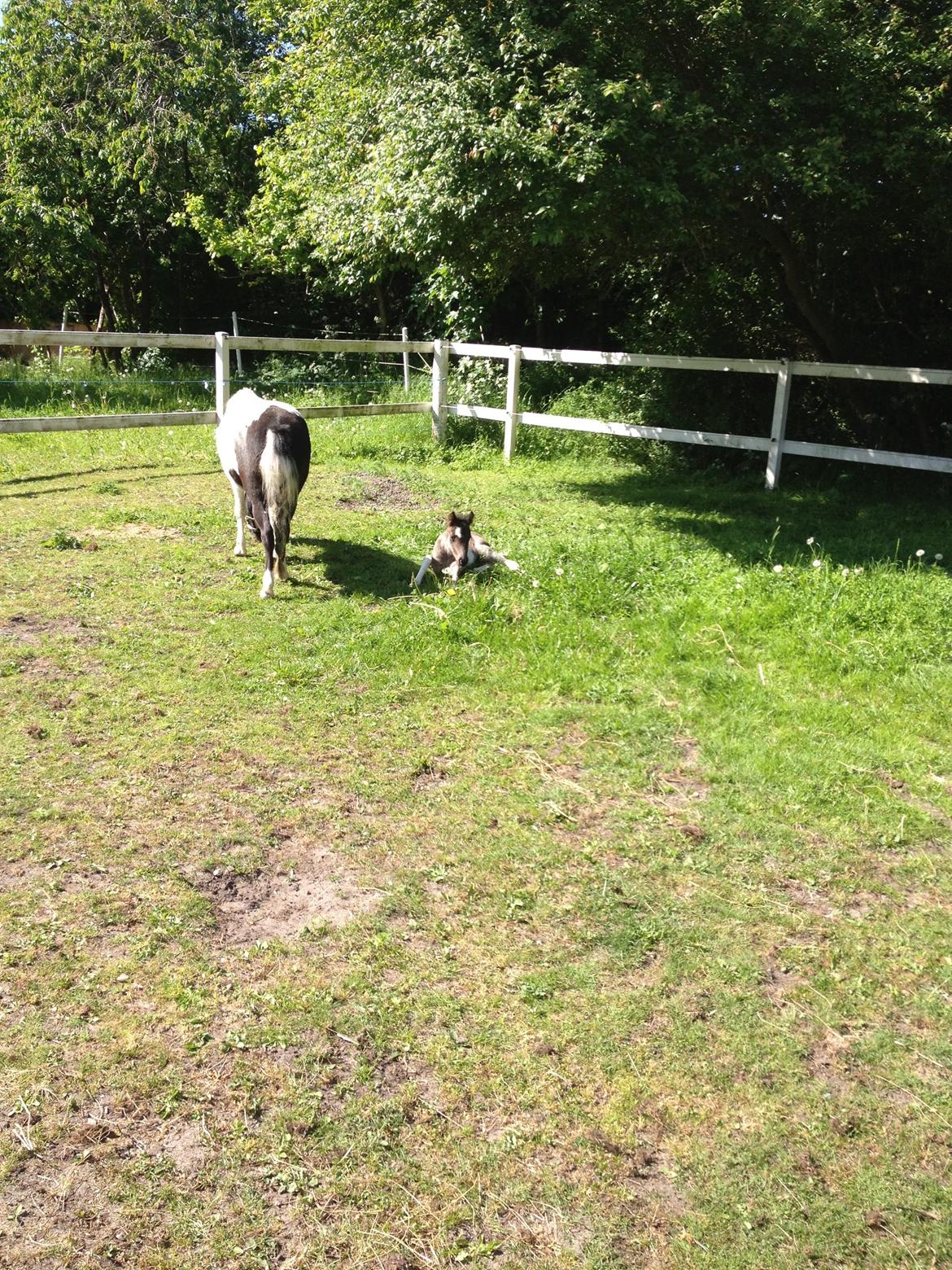 Anden særlig race Gucci billede 8