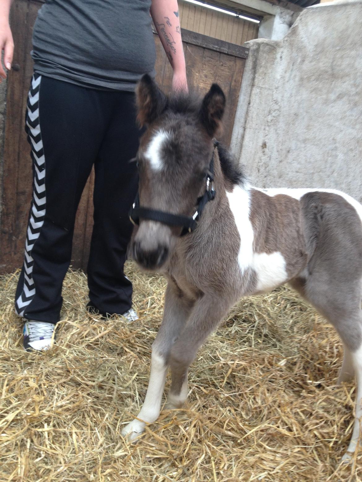 Anden særlig race Gucci billede 10