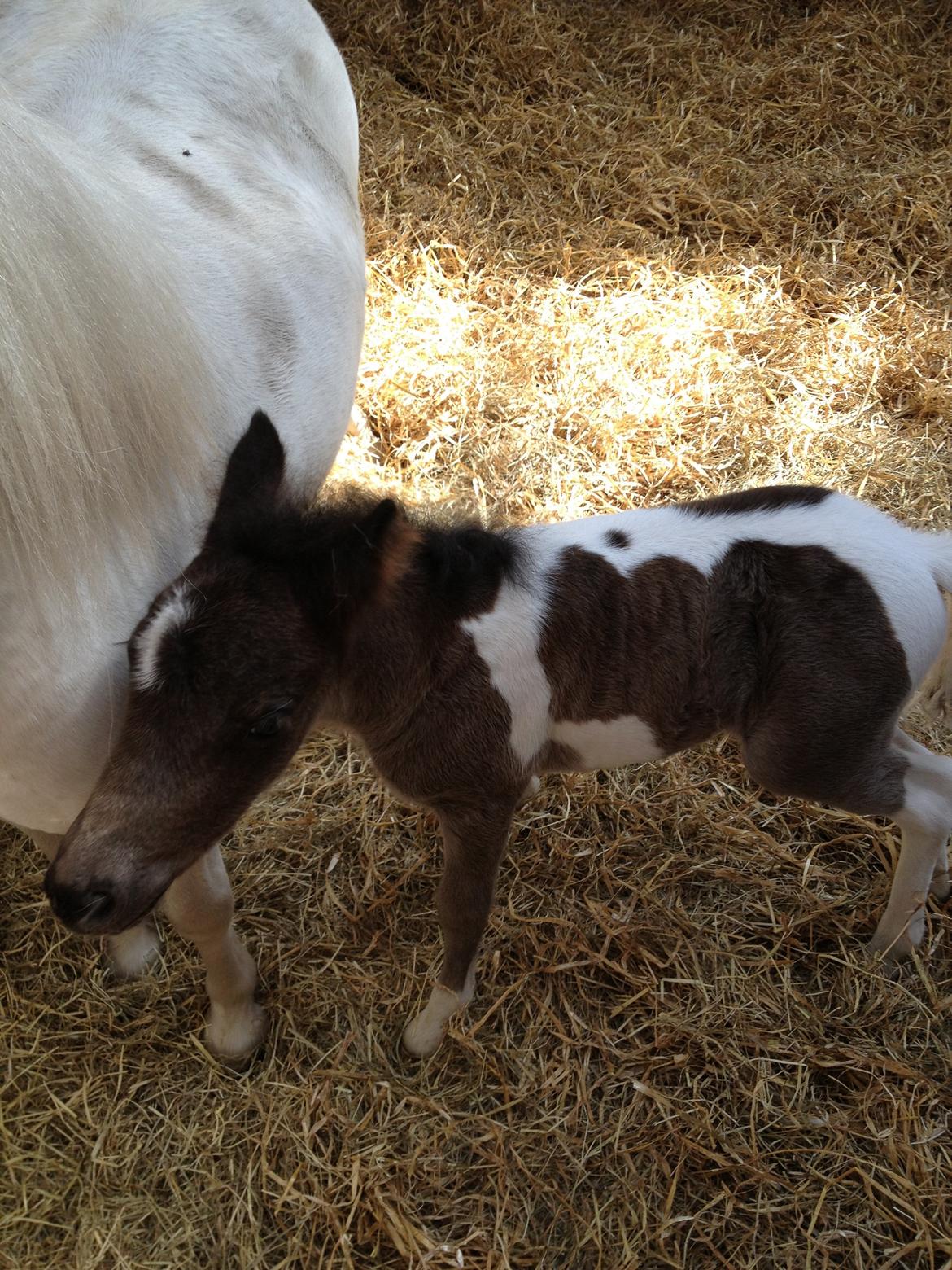 Anden særlig race Gucci billede 11