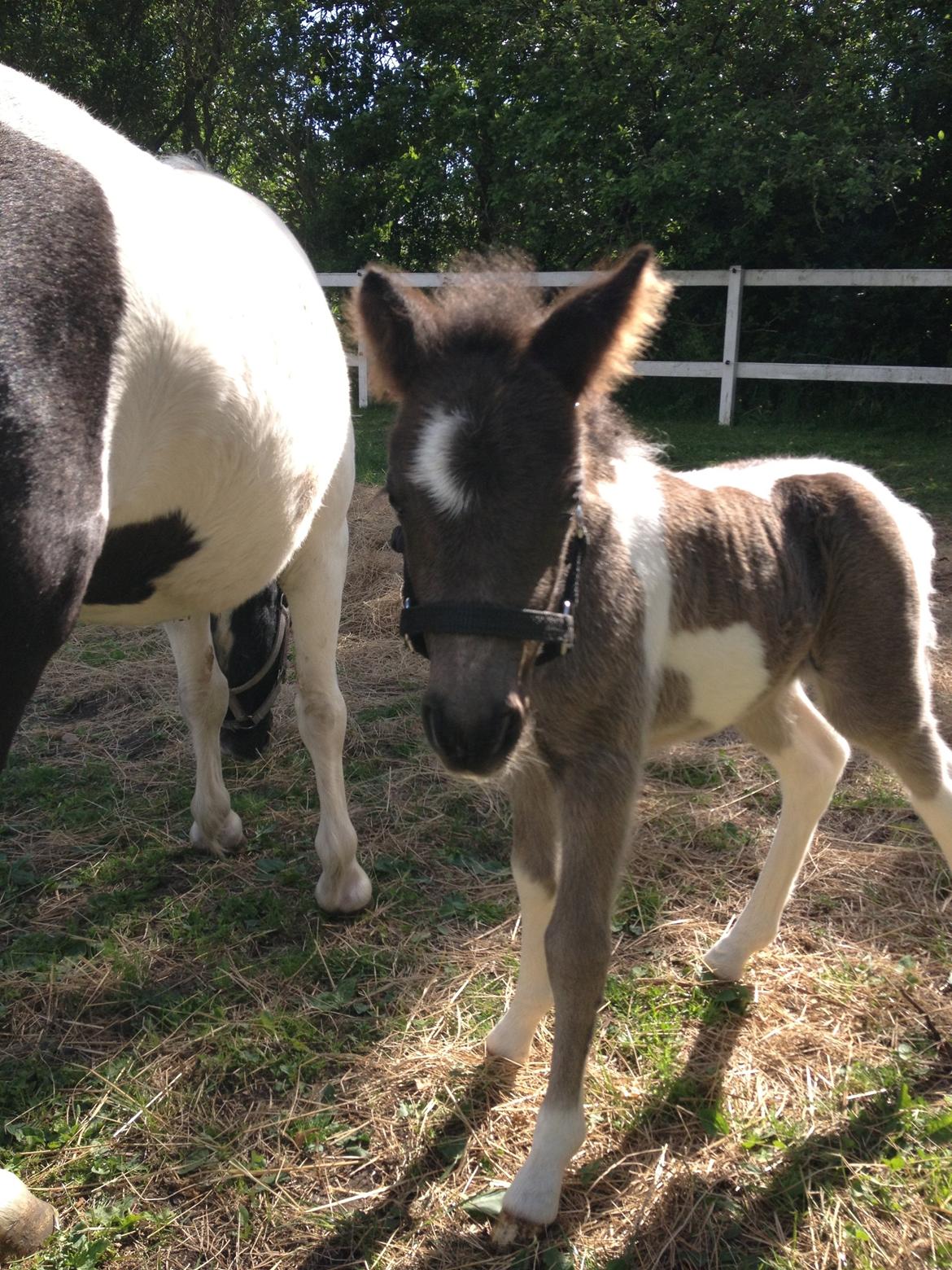 Anden særlig race Gucci billede 12