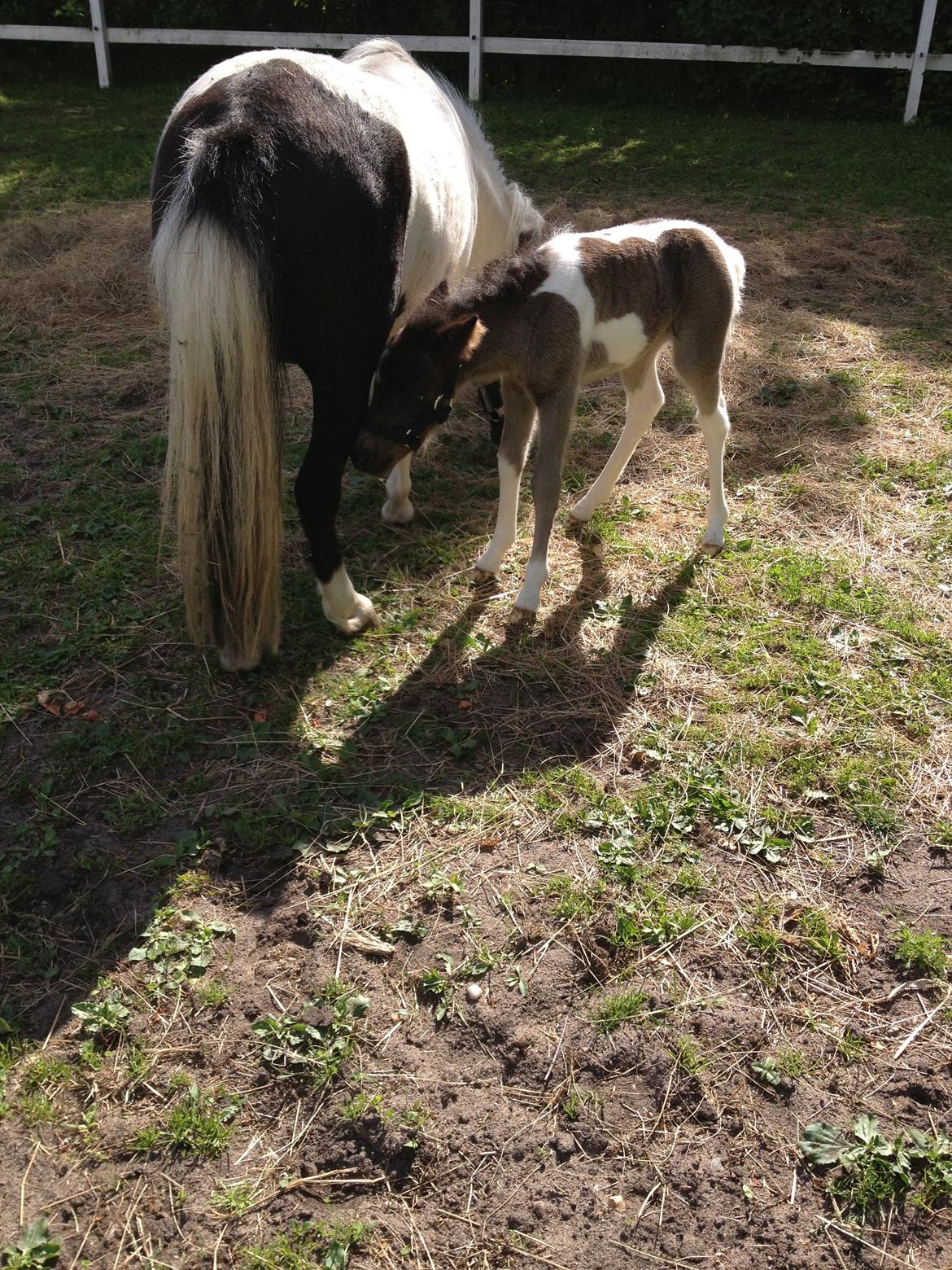 Anden særlig race Gucci billede 13