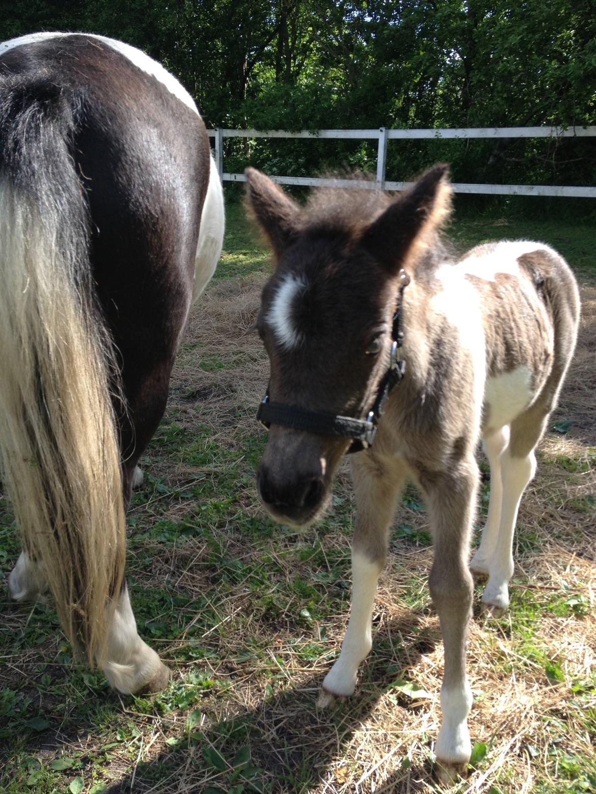Anden særlig race Gucci billede 14