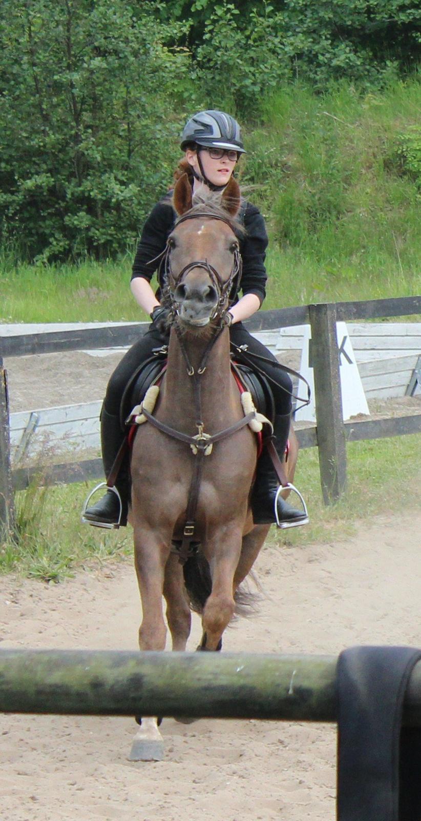 DSP Kærvangs GoldenFox - Hejsa! :D billede 16