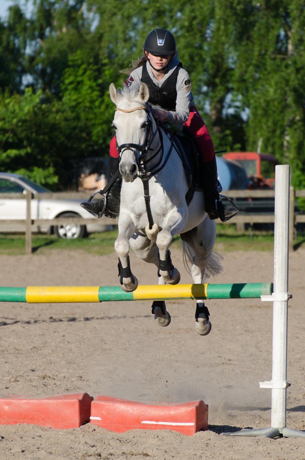Hollandsk Sportspony Cadiz  - Springtræning, Juni 2012 :)
Foto: Lars billede 10