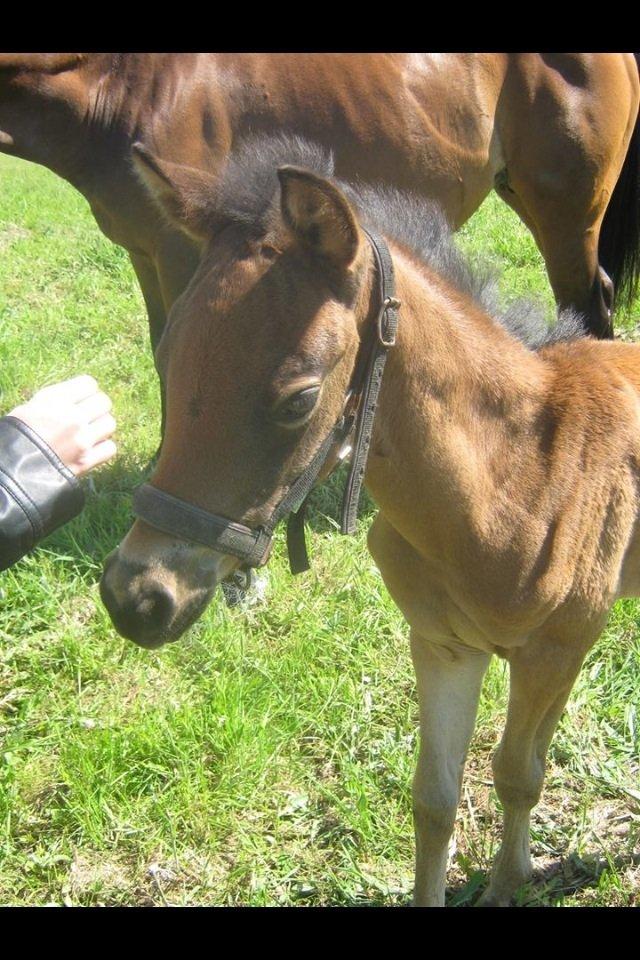 Trakehner Nellie af Gadensgaard billede 11