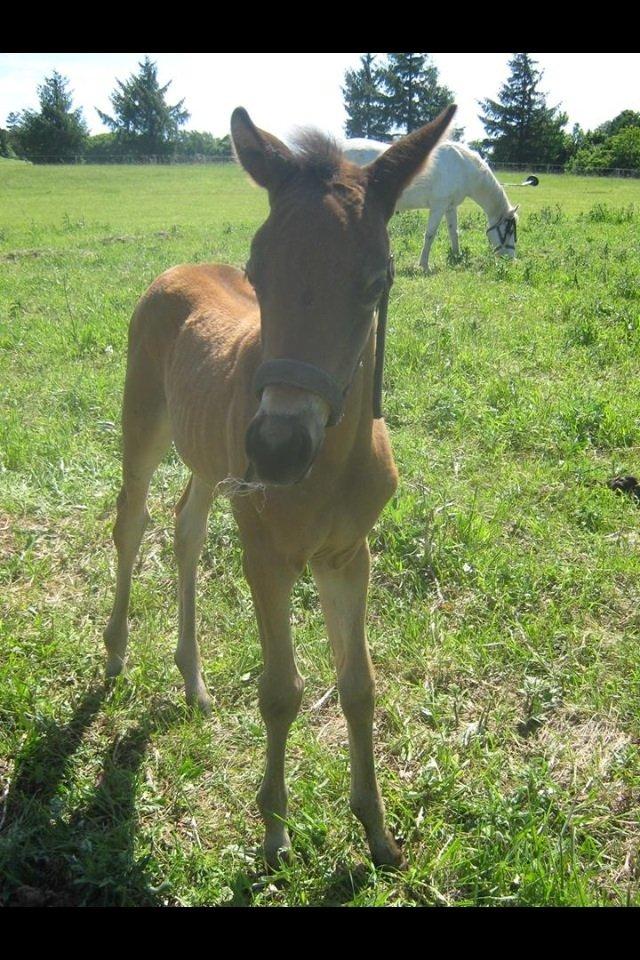 Trakehner Nellie af Gadensgaard billede 13