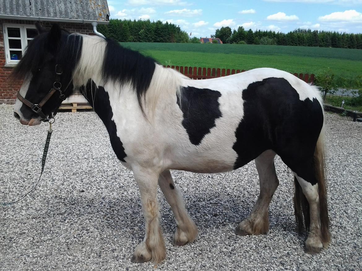 Tinker Egely's Nala - Lige kommet hjem billede 5