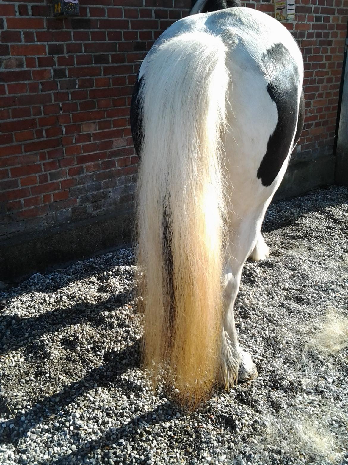 Tinker Egely's Nala - Ny vasket hale ;-) billede 6