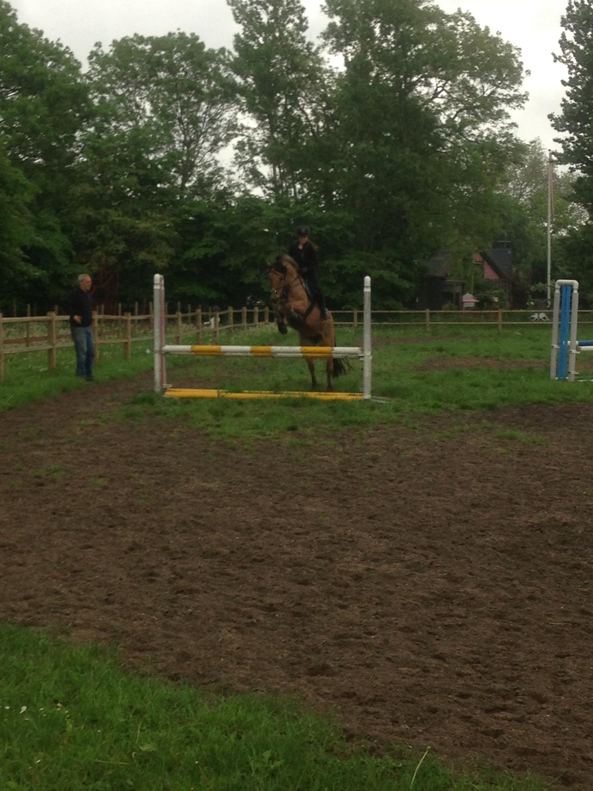 Anden særlig race Vanilla billede 10