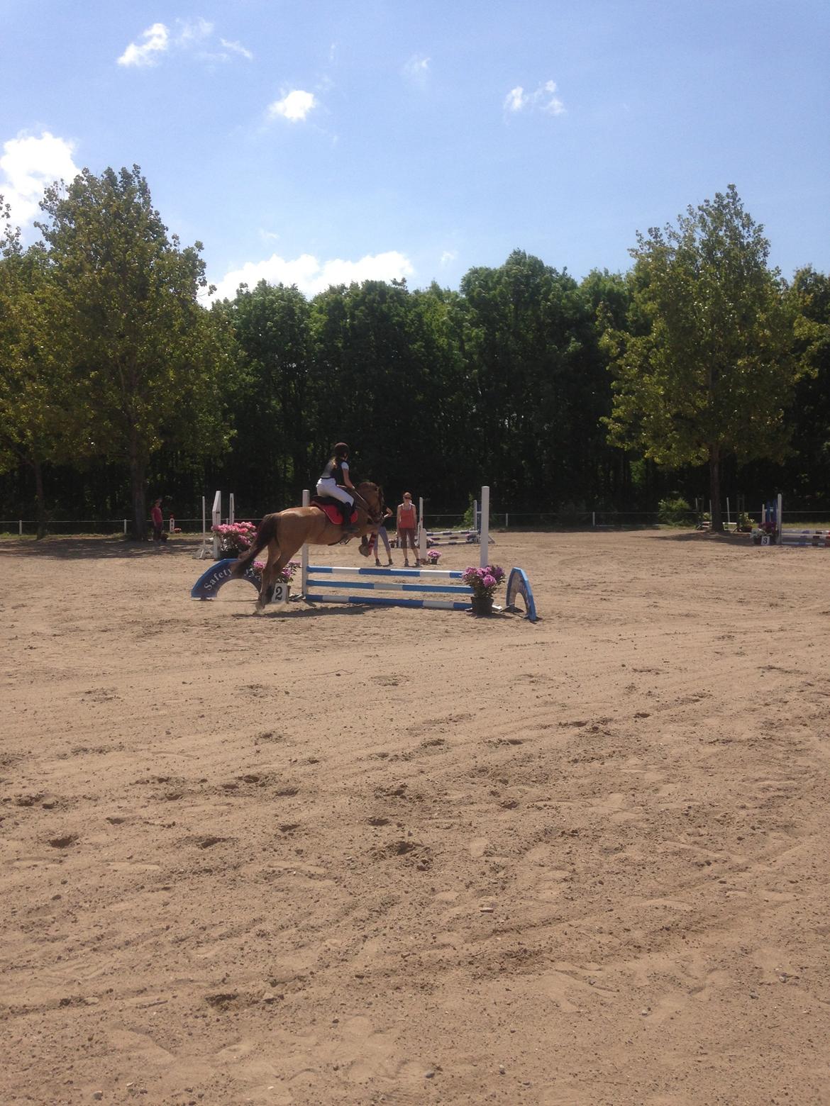 Anden særlig race Vanilla billede 13