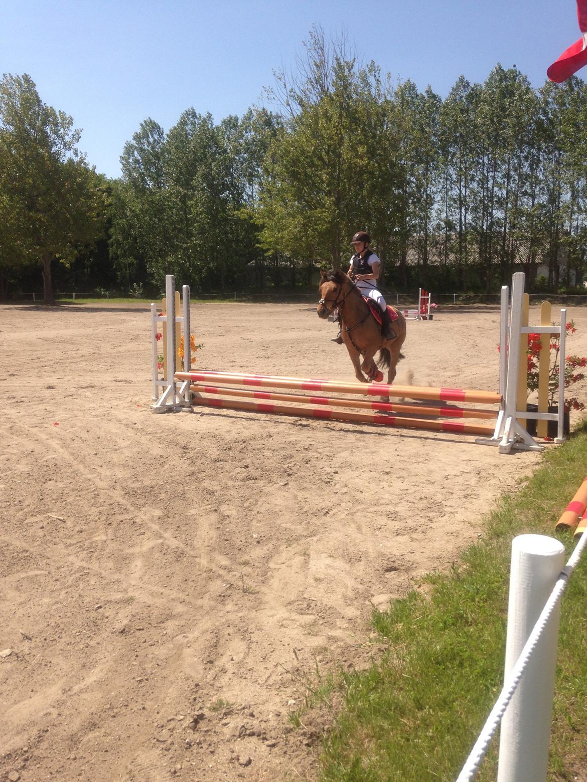 Anden særlig race Vanilla billede 15