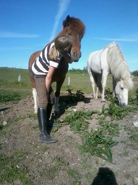 Islænder Osk billede 1