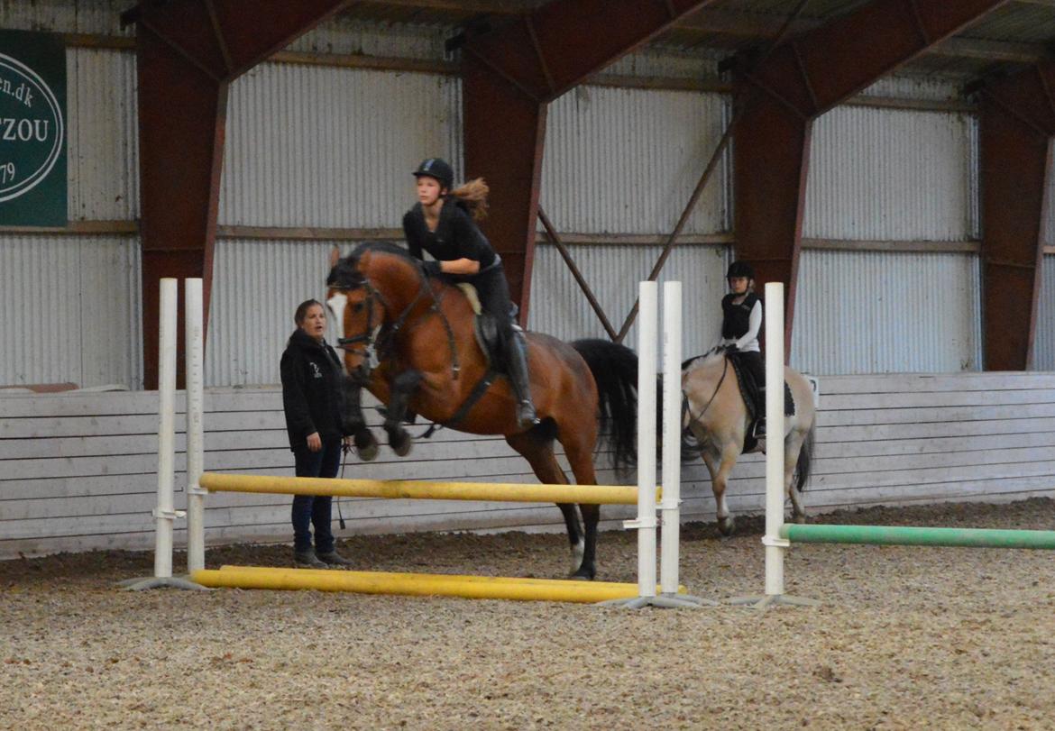 Holstener Armageddon - Flyvende over 70cm<3 billede 6