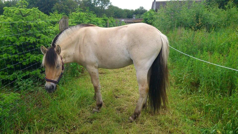 Fjordhest Apollo billede 14