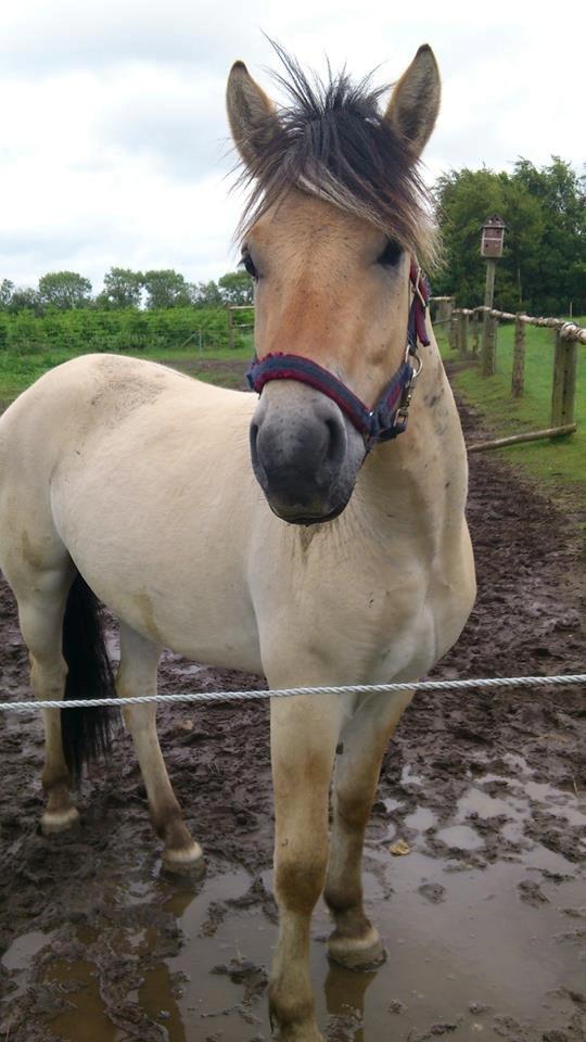 Fjordhest Apollo - Apollo <3
 billede 5