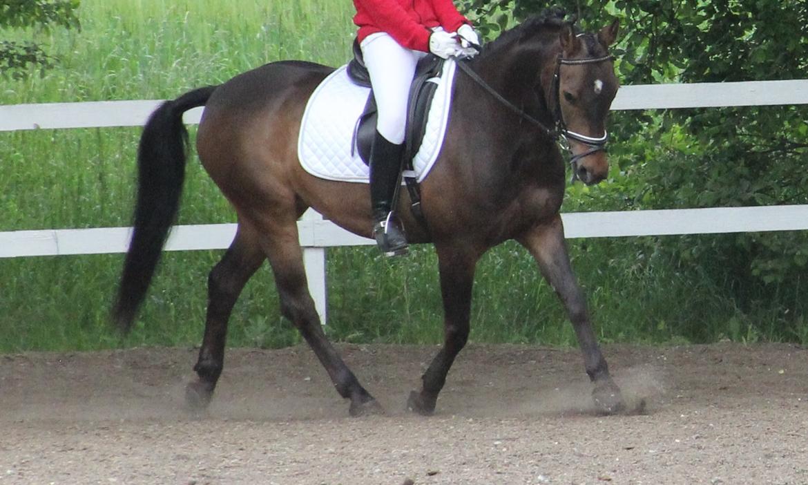 Anden særlig race Andriano billede 3