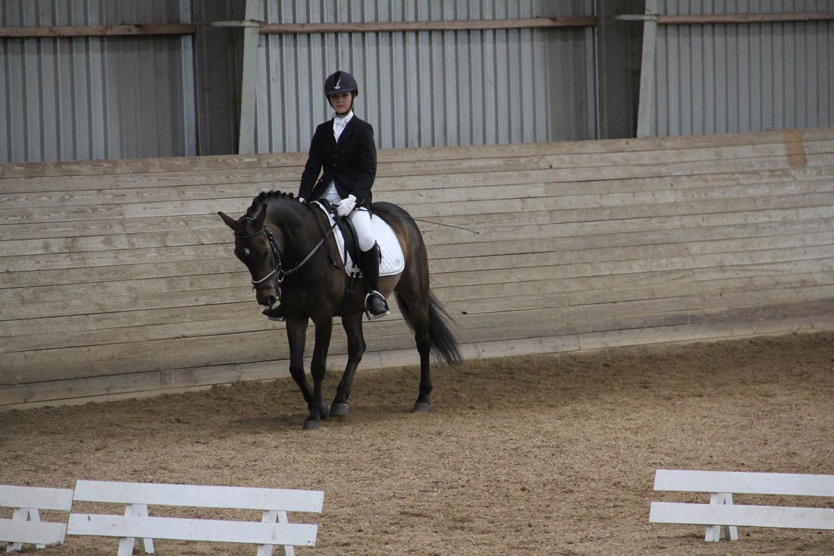 Anden særlig race Andriano billede 2