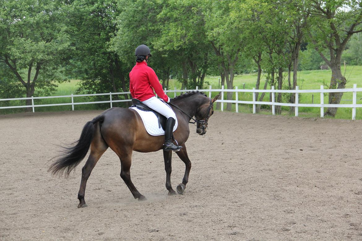 Anden særlig race Andriano billede 10