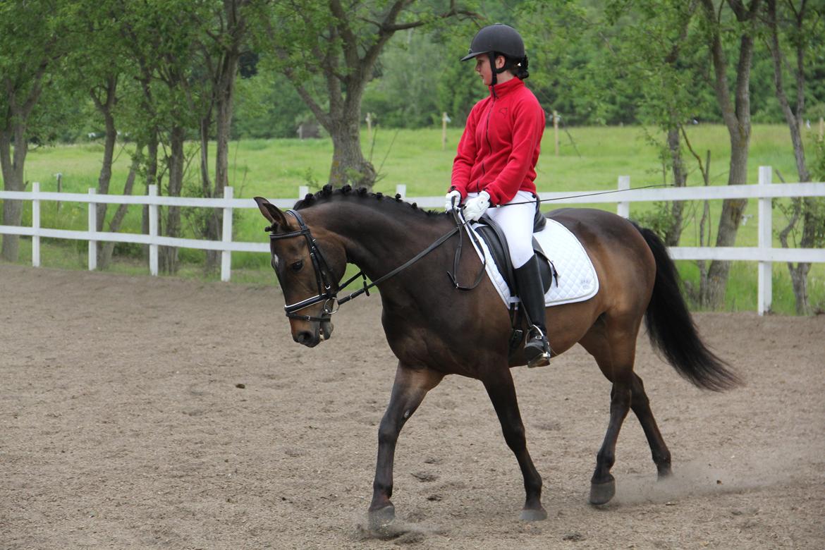 Anden særlig race Andriano billede 5