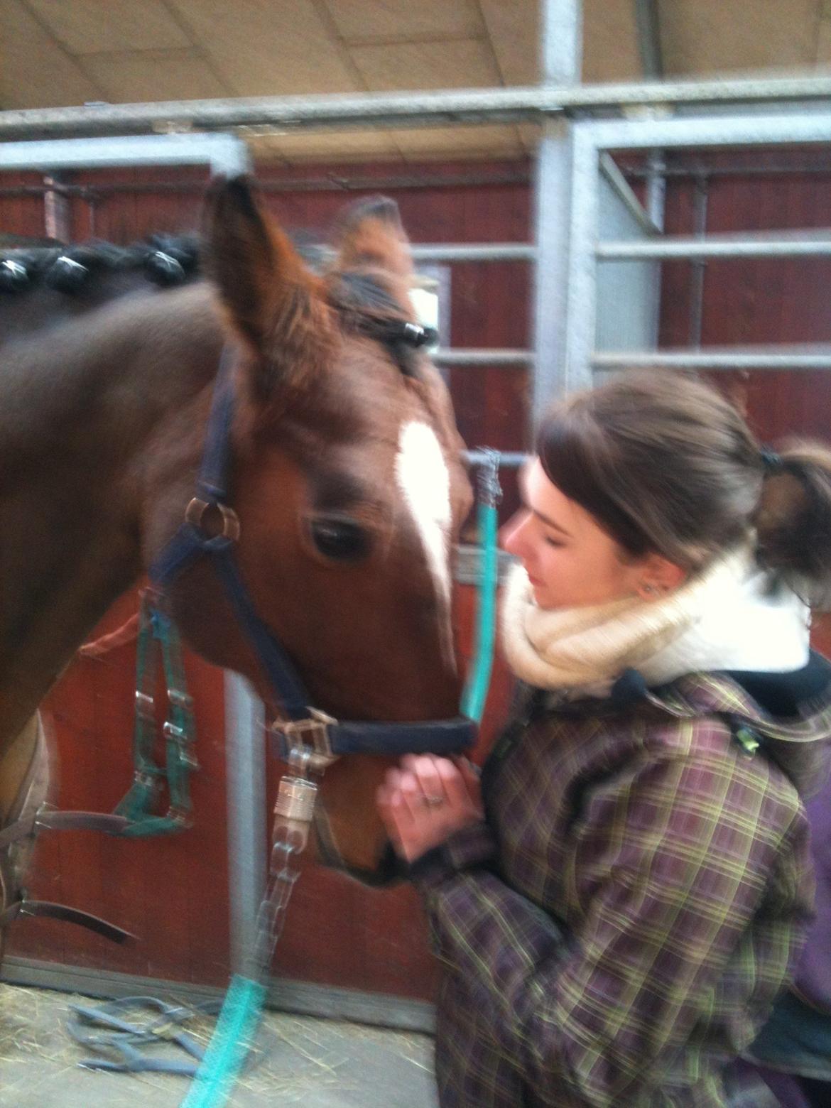 Dansk Varmblod Candor Højvang billede 12