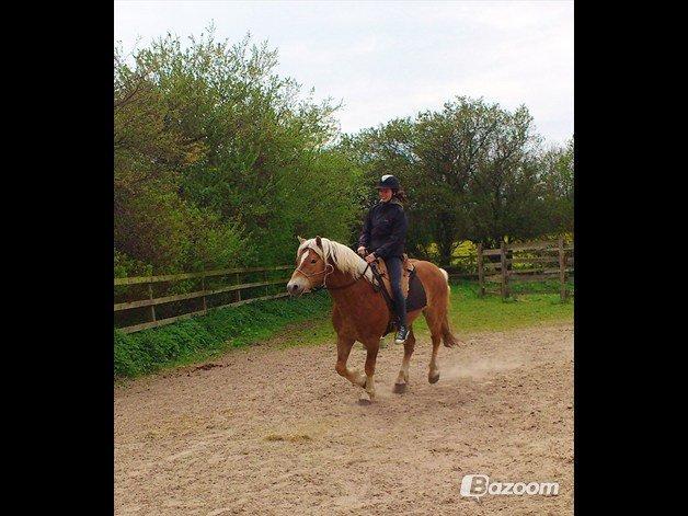 Haflinger Asmund *Hingst* - NYT- Under tilridning, første galop. billede 18