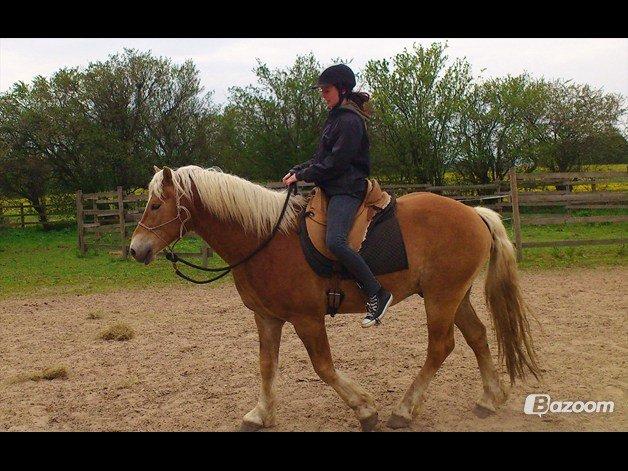 Haflinger Asmund *Hingst* - NYT- Skønne heste dreng. billede 6