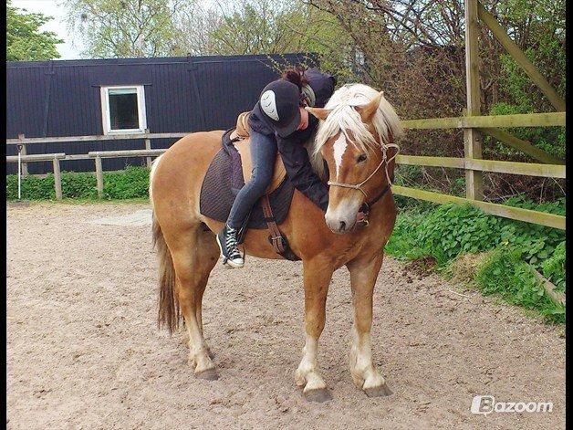 Haflinger Asmund *Hingst* - NYT - Miss you my little boy! billede 12