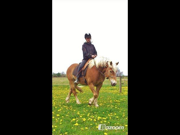 Haflinger Asmund *Hingst* - NYT - Træning på græsbanen. billede 2