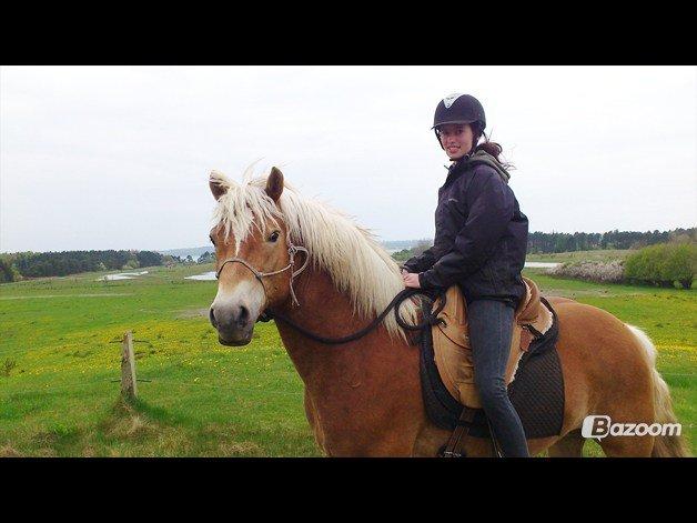 Haflinger Asmund *Hingst* - NYT - På tur med den lille dreng. billede 19
