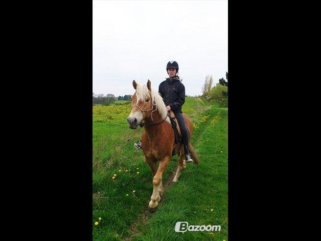 Haflinger Asmund *Hingst* - NYT - På tur med den lille dreng. billede 10