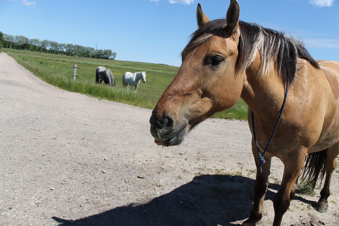 Anden særlig race Gaston *my soulmate*slogt billede 6