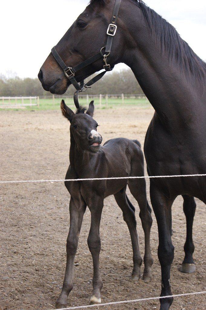 Dansk Varmblod Porthos - That smile  billede 12